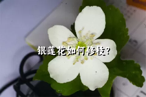 银莲花如何修枝？