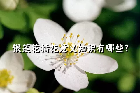 银莲花插花意义知识有哪些？