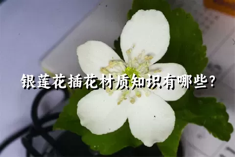 银莲花插花材质知识有哪些？