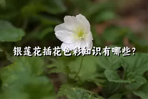 银莲花插花色彩知识有哪些？