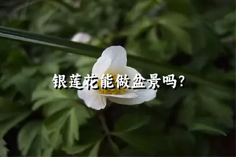 银莲花能做盆景吗？