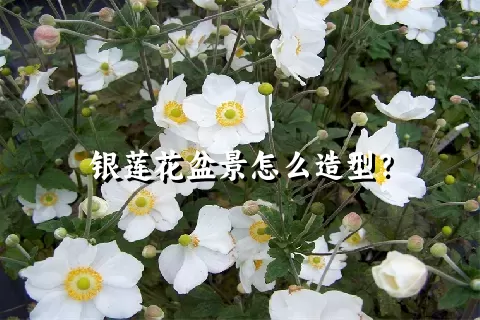 银莲花盆景怎么造型？