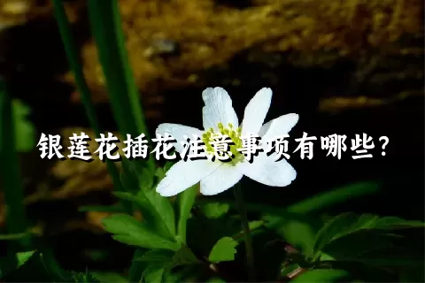 银莲花插花注意事项有哪些？