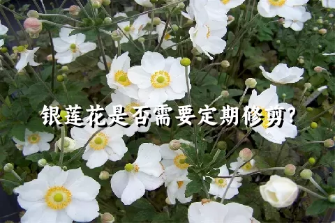 银莲花是否需要定期修剪？