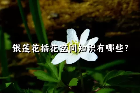 银莲花插花空间知识有哪些？