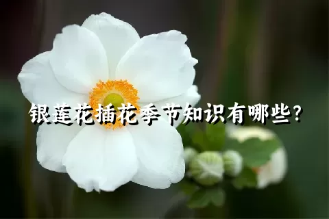 银莲花插花季节知识有哪些？