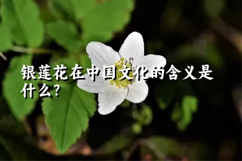 银莲花在中国文化的含义是什么？