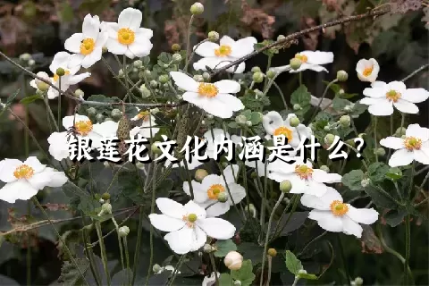 银莲花文化内涵是什么？