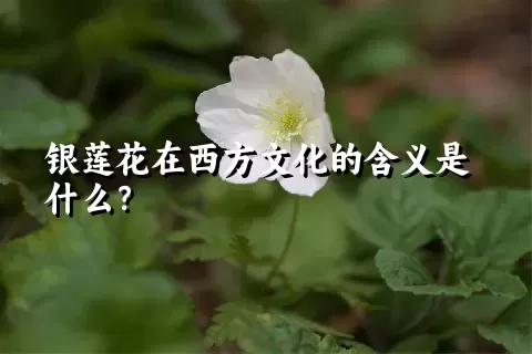 银莲花在西方文化的含义是什么？