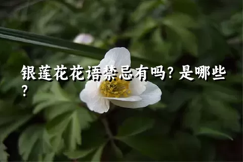 银莲花花语禁忌有吗？是哪些？