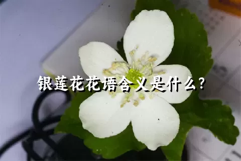 银莲花花语含义是什么？