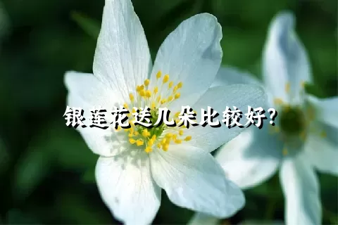 银莲花送几朵比较好？