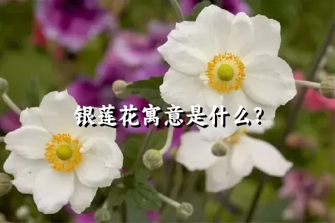 银莲花寓意是什么？