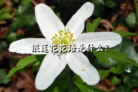 银莲花花语是什么？