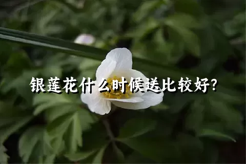 银莲花什么时候送比较好？