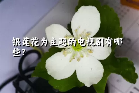 银莲花为主题的电视剧有哪些？