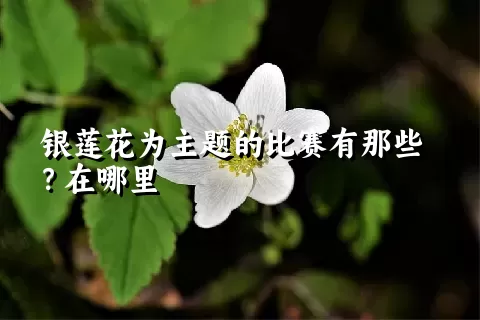 银莲花为主题的比赛有那些？在哪里