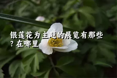 银莲花为主题的展览有那些？在哪里