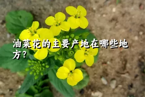 油菜花的主要产地在哪些地方？