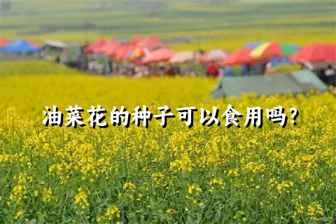 油菜花的种子可以食用吗？