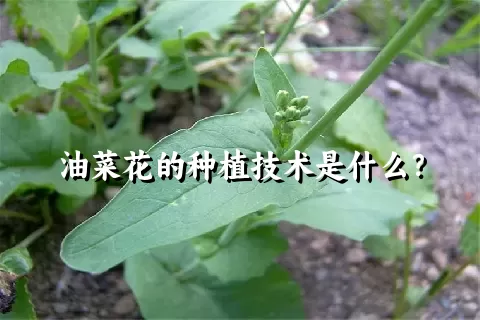 油菜花的种植技术是什么？