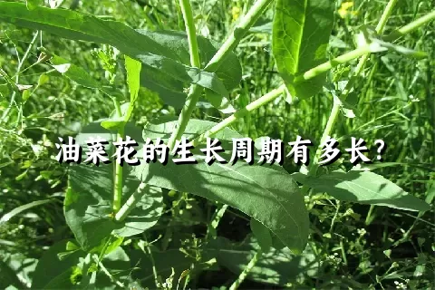 油菜花的生长周期有多长？