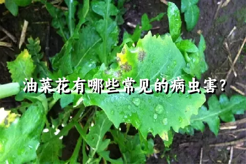 油菜花有哪些常见的病虫害？