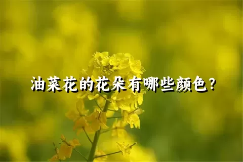 油菜花的花朵有哪些颜色？