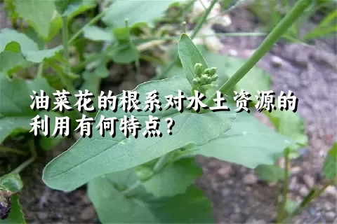 油菜花的根系对水土资源的利用有何特点？