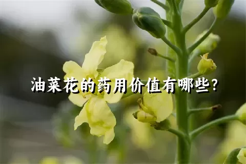 油菜花的药用价值有哪些？