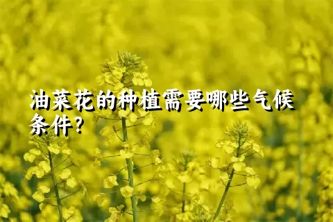 油菜花的种植需要哪些气候条件？