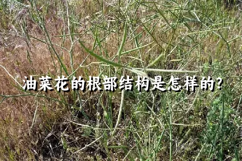 油菜花的根部结构是怎样的？