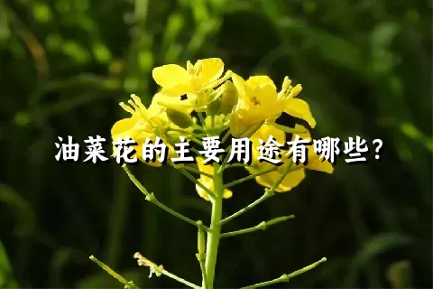 油菜花的主要用途有哪些？