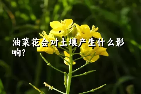 油菜花会对土壤产生什么影响？