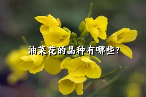 油菜花的品种有哪些？