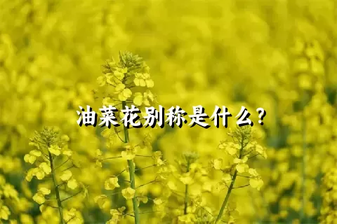 油菜花别称是什么？