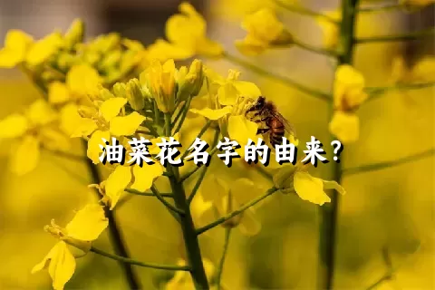 油菜花名字的由来？