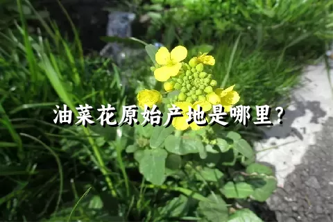 油菜花原始产地是哪里？