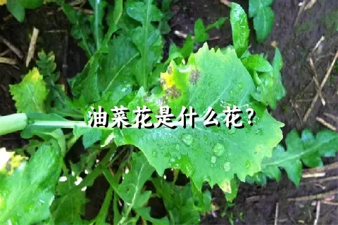 油菜花是什么花？