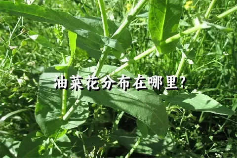 油菜花分布在哪里?