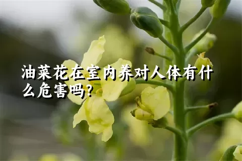 油菜花在室内养对人体有什么危害吗？