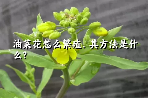 油菜花怎么繁殖，其方法是什么？