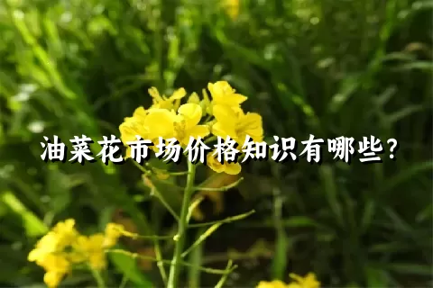 油菜花市场价格知识有哪些？