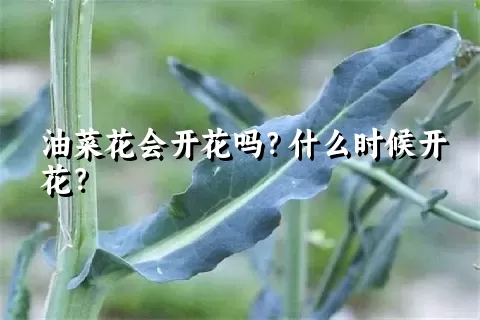 油菜花会开花吗？什么时候开花？