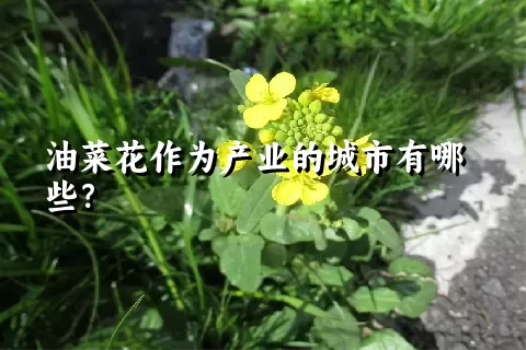 油菜花作为产业的城市有哪些？