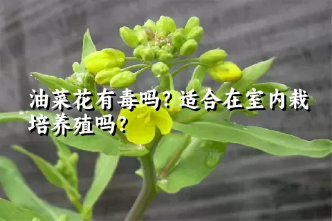 油菜花有毒吗？适合在室内栽培养殖吗？