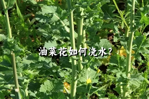 油菜花如何浇水？