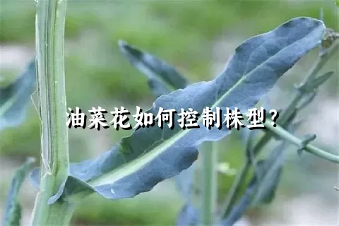 油菜花如何控制株型？