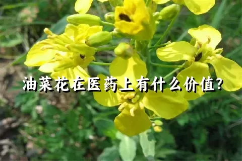 油菜花在医药上有什么价值？