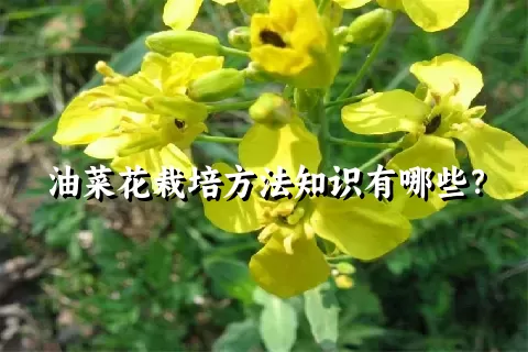 油菜花栽培方法知识有哪些？